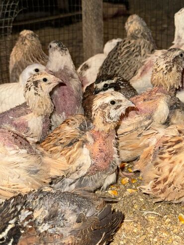 мышык токмок: Продам хороших молодых перепелов