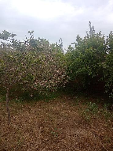 afrem evler: 4 otaqlı, 146 kv. m — 6