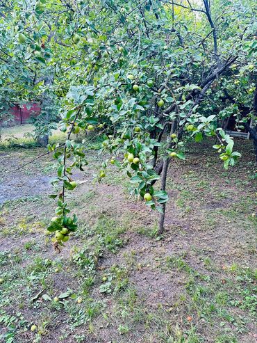 Torpaq sahələrinin satışı: 6 sot, Tikinti, Mülkiyyətçi, Kupça (Çıxarış) — 2