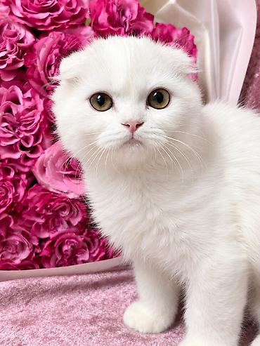 Продажа кошек: Скотиш Фолд (Шотландская вислоухая), 2 месяца, Девочка, Белый, Приучена к лотку — 1