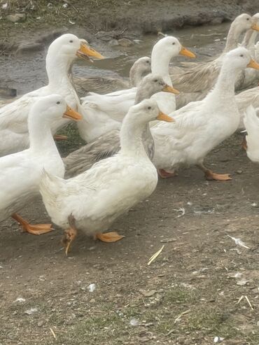 pekin ördeyi: Erkək, | Kuban, Ətlik, Ünvandan götürmə