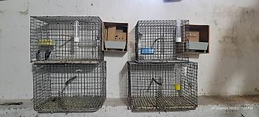 Qəfəslər: Quş qəfəsləri və volyerlər dəsti - Böyük metal volyer: möhkəm məftil — 5