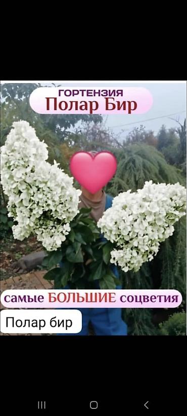 Саженцы at lalafo.kg Саженцы
