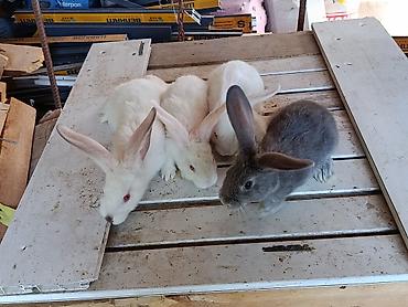 Ящики: Деревянный Ящик, Б/у — 39