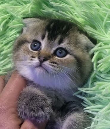 сколько стоит собака чихуахуа: Britan lalafo.az -da сколько стоит собака чихуахуа: Britan