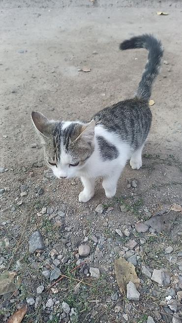 Котята, домашние. На выбор два малыша: бесплатно атдам - Бело-серый at lalafo.kg Котята, домашние. На выбор два малыша: бесплатно атдам - Бело-серый