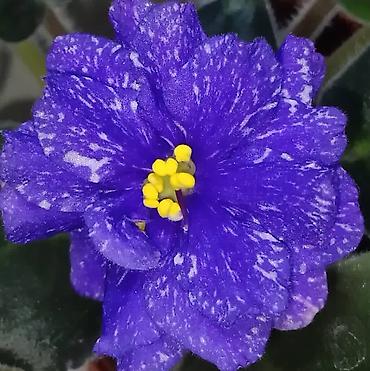 Фиалки и глоксинии: Продаю стартеры взрослые сортовые фиалки 🌺🌿🌺. Цены 200-250-350сом — 22