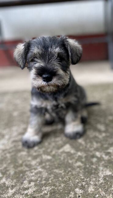 Psi: Patuljasti Šnaucer Miniature Schnauzer Patuljasti Šnaucer Miniature