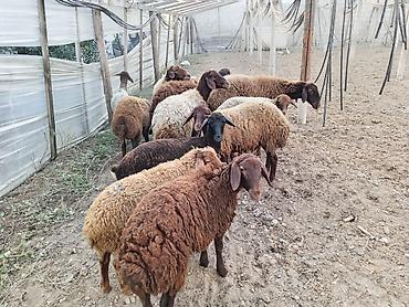 berde mal bazari: Dişi, Qala, il: 1, 50 kq, Damazlıq, Ünvandan götürmə — 1