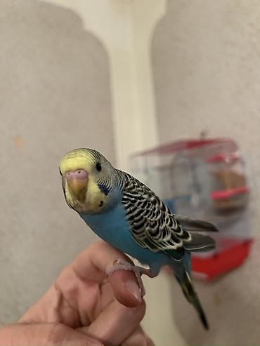 Tutuquşları: 🦜 Xüsusi Danışan Macha – 3 Aylıq Erkək Bala 🦜 Seçilmiş baxım və — 5