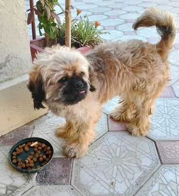 той пудель цена в баку: Pekines, 1 il, Erkek, Ünvandan götürmə