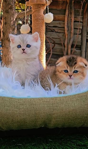 продам вислоухих котят: Шотландские чистопородные котята. Скоттиш фолд и страйт. Ласковые — 3