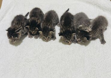 Отдам даром кошку: 1 месяц, Мальчик, Метис