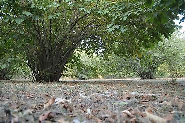 qubada torpaq sahesi satilir: 55 sot, Tikinti, Mülkiyyətçi, Kupça (Çıxarış) — 8