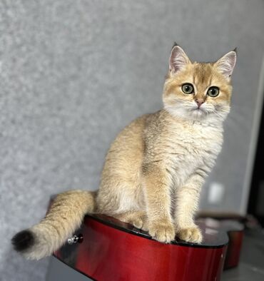 показы 1 354 72 договорная кошка даром британская короткошёрстная 1 год мальчик метис 2 позвонить написать: Золотистый британский короткошерстный котенок с плюшевой шерстью и