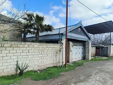 cut bitkisi: Beyləqan rayonu, Daşburun kəndində, birbaşa yol kənarında yerləşən 2 — 4