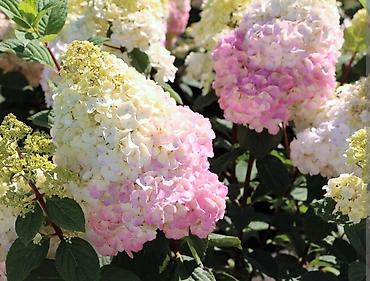 Другие садовые цветы и кустарники: В наличии метельчатые и крупно листовые гортензиии .все сорта есть at lalafo.kg — 5 Другие садовые цветы и кустарники: В наличии метельчатые и крупно листовые гортензиии .все сорта есть — 5