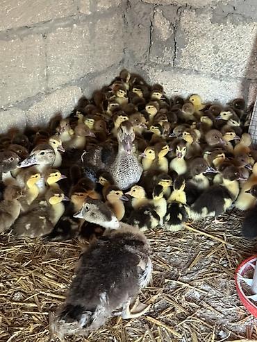 Heyvanlar: Muskovi ördək balaları (indo ducklings) - Cins: muskovi (ördəyi) — 4