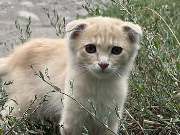 кошка черная: 1 месяц, Мальчик, Метис, Приучена к лотку, Проглистована — 2