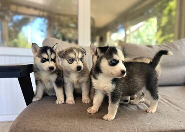 böyümüyən it: Xaski, 2 ay, Erkek, Peyvəndli, Ünvandan götürmə, Ödənişli çatdırılma