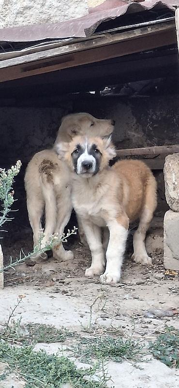 çoban iti qiyməti: Peyvəndli — 3