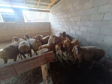 лошадь кок бору: Продаю | Баран (самец) | Гиссарская, Арашан | На забой, Для разведения | Племенные, Осеменитель