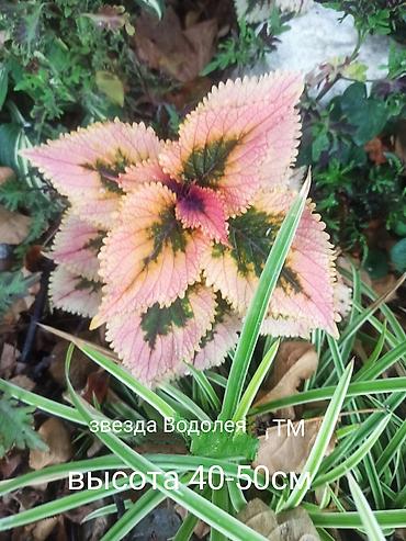 суу химия: Коллекция декоративных колеусов (Coleus) — яркие сортовые растения для — 6