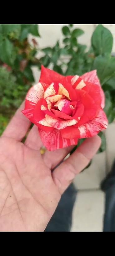 yaz gulləri: Məhsul: “Filateliya” çay-hibrid gülü (Rosa ‘Philatelia’) Təsvir: - — 1