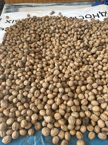 орех мохилхин бишкек: Орехи тонкая скорлупа, белые орехи, легко раскалываются Новый урожай