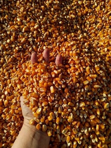 корм токмок: Продаю срочно 🌽. 30-40Тонна есть Звоните в любое время суток. Адрес