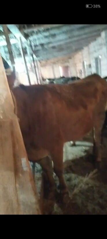 Inəklər, öküzlər: Dişi, il: 2, Ətlik — 8