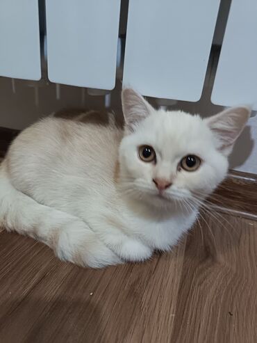 Pişiklər: Şotland yastı qulaq, Erkək, Dişi, Yaxşı əllərə, Ünvandan götürmə, Pulsuz çatdırılma, Ödənişli çatdırılma — 117