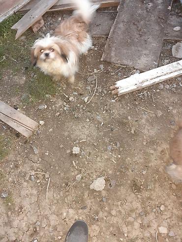 İtlər: Pekines, 8 ay, Erkek, Ödənişli çatdırılma — 10