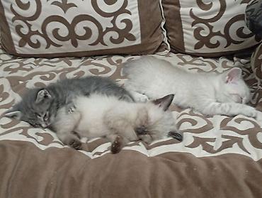 Животные: Котята, помёт из трёх малышей. - Окрас: один серо‑дымчатый с белой — 1