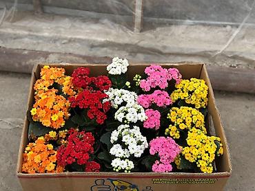 Садовые цветы и кустарники: Рассада цветка — 8