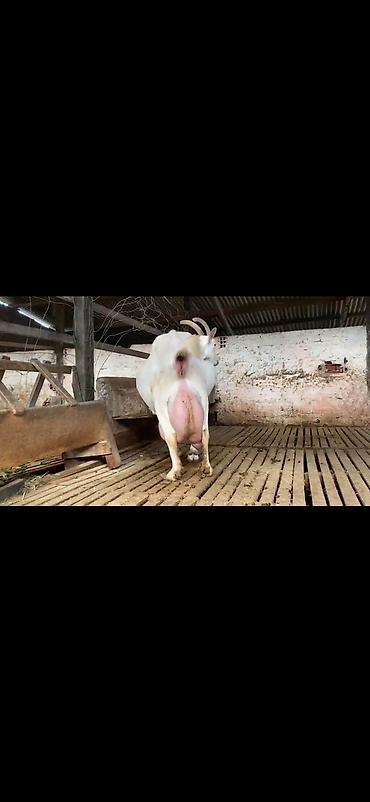 Keçilər, çəpişlər: Süd keçisi – ağ rəngli, uzun buynuzlu - Yüksək süd verimi üçün — 7