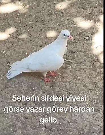 bulbul quşu satışı: Tutulma mayadı meydini tutmuwam təcili pul lazimdi deyen satılır — 2