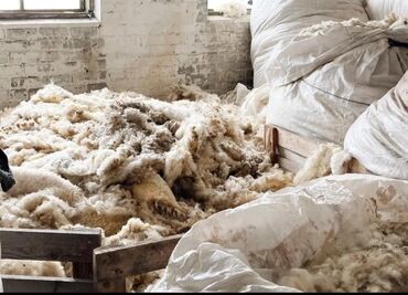 клетки для попугаев: Qoyun yunu satılır.Çəkisi 800 kq.Hamısı bütöv şəkildə satılır.Real