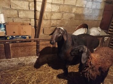 Qoyunlar, qoçlar: GİSAR QOCU. İKİ YAŞ YARİMLİQ. Diri çəkisi 93 kq.TAM SAQLAM. QOYUN — 2
