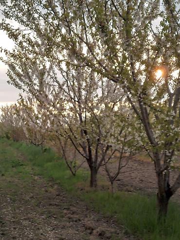 yasamal rayonu: 60 sot, Biznes üçün, Mülkiyyətçi, Bələdiyyə — 7