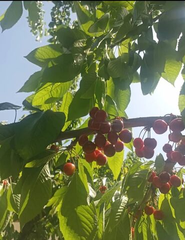Здоровое питание: Черешня свой огород Арча Бешик