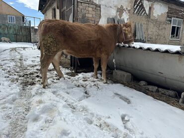 жаны уйлор: Сатам | Уй (ургаачы), Бука (эркек), Кунаажын | Аргын, Ангус, Герефорд | Бордоп семиртүү үчүн, Союуга, Көбөйтүү үчүн | Асыл тукумдуу, Жасалма жол менен боозутуу, Бооз