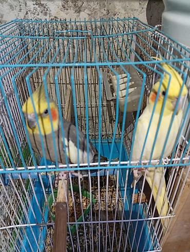 Tutuquşları: Satılır! 🐦 5 ədəd sağlam Korella quşu (3 dişi, 2 erkək) və əlavə — 2
