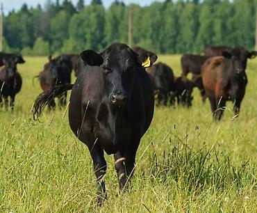животные на продажу: Абердин-ангусский скот (чёрная масть) - куплю с плем картами — 2