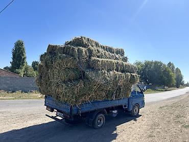кобыла бээ: Сено в тюках 1й кос 

- Тюковое сено из луговых трав, спрессованное — 2