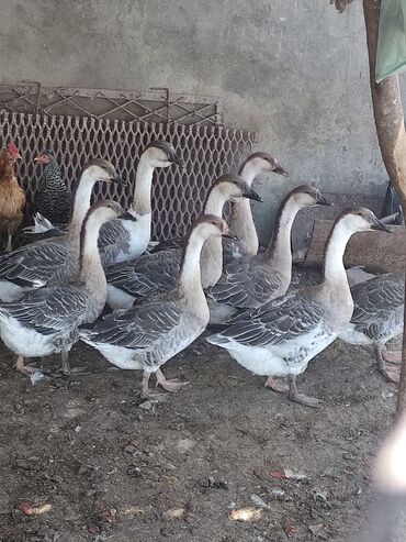 собаки в хорошие руки: Самка, Для разведения, Самовывоз, Платная доставка