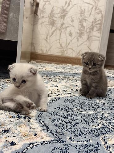 кошки шотландские: Шотландские котята (скоттиш-фолд/скоттиш-страйт) Срочно ‼️ город ОШ - — 1