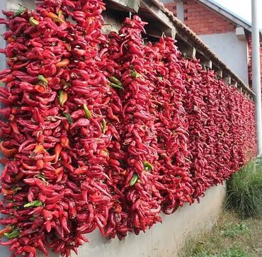 plastične stolice na rasklapanje: Niza sušene organske pirotske paprike