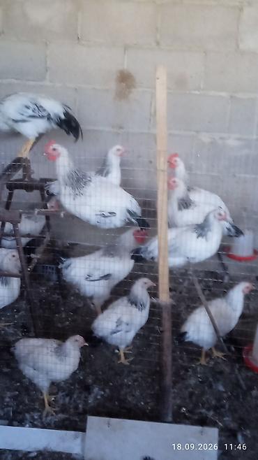 курица квочка: Продаю | Петух | Для разведения — 3