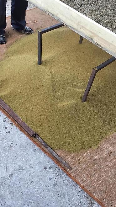 Люцерна: Продаю/куплю семена люцерны и свеклы — 23